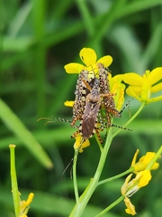 Cosmoclopius nigroannulatus