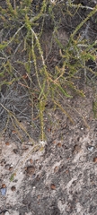 Acantholippia seriphioides