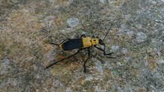 Chauliognathus heros