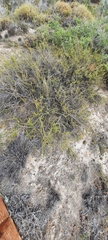 Acantholippia seriphioides