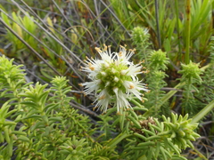 Campylostachys cernua