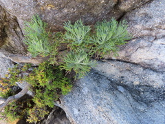 Hymenolepis