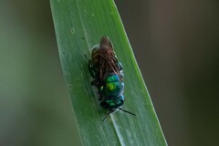 Euglossini