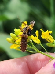 Cosmoclopius nigroannulatus