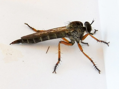 Neomochtherus pallipes