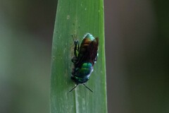 Euglossini