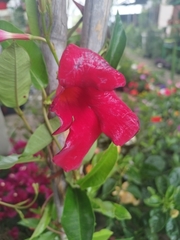 Mandevilla sanderi