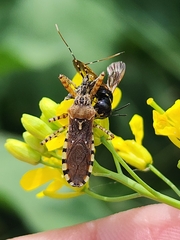 Cosmoclopius nigroannulatus