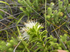 Campylostachys cernua