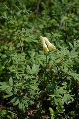 Aconitum barbatum