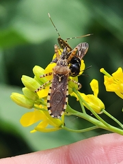 Cosmoclopius nigroannulatus