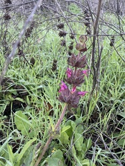 Salvia spathacea