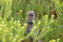 Banksia ericifolia