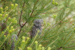 Banksia ericifolia