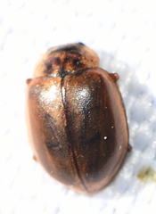 Aphidecta obliterata