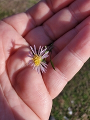 Symphyotrichum elliottii