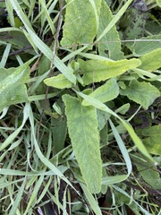Salvia spathacea