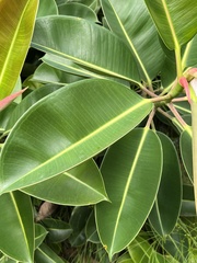 Ficus elastica