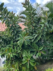 Ficus elastica