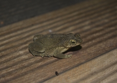 Rhinella mirandaribeiroi