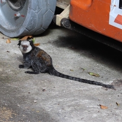 Callithrix geoffroyi