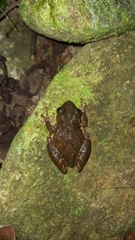 Scinax longilineus