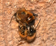 Osmia