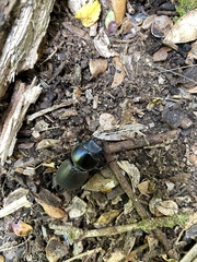 Apterodorcus bacchus