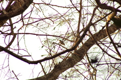 Polioptila albiloris