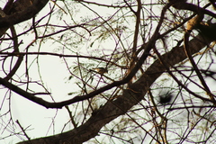 Polioptila albiloris