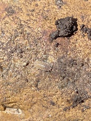 Porcellio laevis