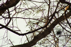 Polioptila albiloris