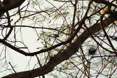 Polioptila albiloris