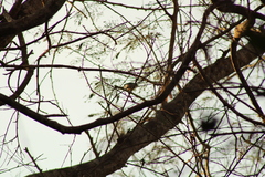 Polioptila albiloris