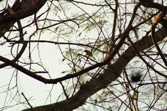 Polioptila albiloris