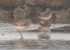Calidris alba