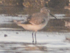 Calidris alba