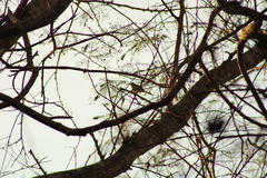 Polioptila albiloris