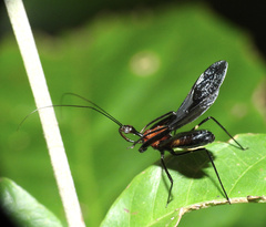 Acanthischium superbum