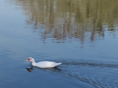 Cairina moschata domestica