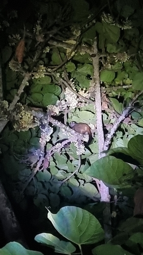 Gray-bellied Night Monkey