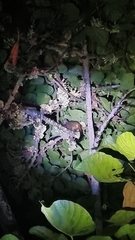 Aotus lemurinus