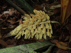 Attalea guianensis