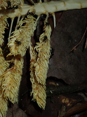 Attalea guianensis