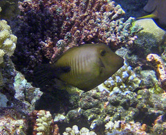 Amanses scopas
