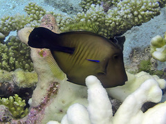 Amanses scopas