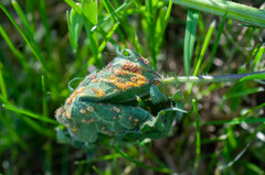 Puccinia urticata