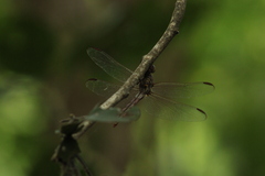 Orthemis ferruginea