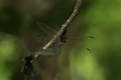 Orthemis ferruginea