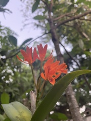 Guarianthe aurantiaca
